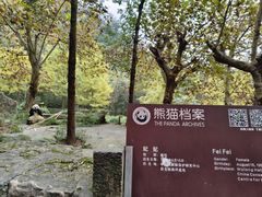 -都江堰中华大熊猫苑