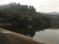 -银湖山郊野公园-相思林