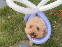 -不觉晓CAMPING(上海迪士尼营地店)