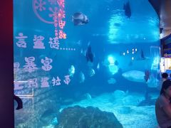 -烟台海昌鲸鲨海洋公园