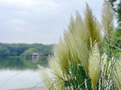 -紫霞湖公园