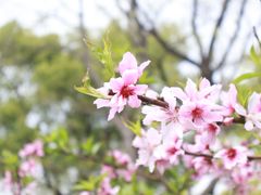 -绮园景区
