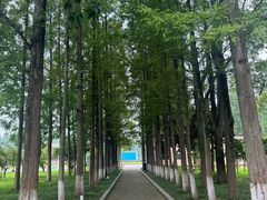 -水杉园