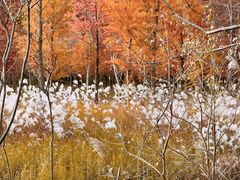 -黄海国家森林公园