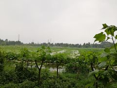 -白鹭湾湿地公园