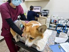 -美联众合动物医院·24h转诊中心