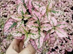 -中山大学附属第六医院(院本部)