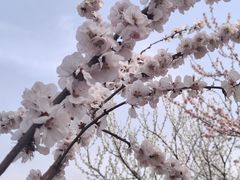 -桃花堤公园