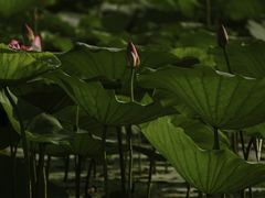 -焦岗湖旅游度假区