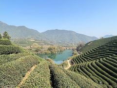 -龙坞茶村