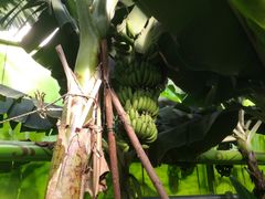 -呀路古热带植物园
