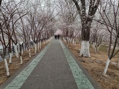 -桃花堤公园