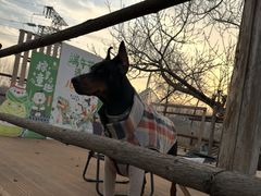 -美联众合动物医院·24h转诊中心