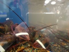 -盒马渔市(平高企业集团·平高广场店)