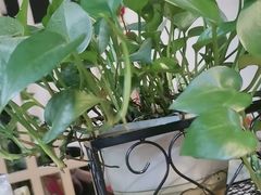 -休记光头香辣蟹干锅店(衣冠庙店)