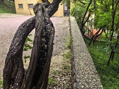 -观象山公园
