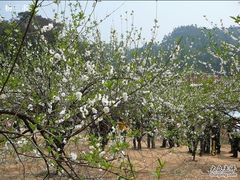 -南国桃园旅游度假区