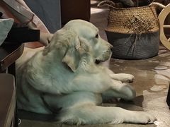 -咖法森林·咖啡  酒吧(天河店)