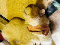 -猫色咖啡·猫咖