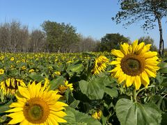 -汉长安城未央宫国家考古遗址公园