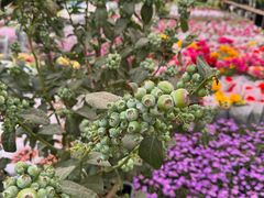 -龙大花卉苗木市场