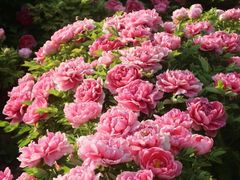 -洛阳市隋唐城遗址植物园