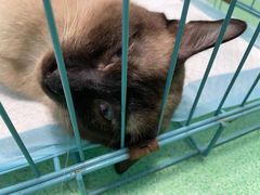 -爱贝特动物医院·猫口炎专科