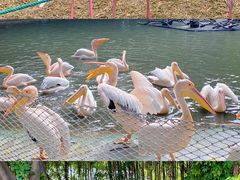 -广州长隆飞鸟乐园