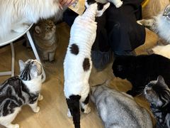 -有喵·猫咖·狗咖·30几只猫10只小狗(岗厦店)