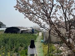 -青浦采草莓天天草莓园