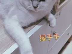 -藏猫猫咖啡主题馆(中央大道店)