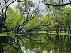 -上海共青森林公园