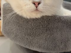-COLOR PETS 撸猫馆·购猫·猫咖(长风大悦城店)