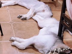 -李小姐の猫咖啡馆(五角场店)