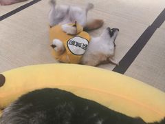 -逗柴咖啡屋·狗咖猫咖宠物桌游