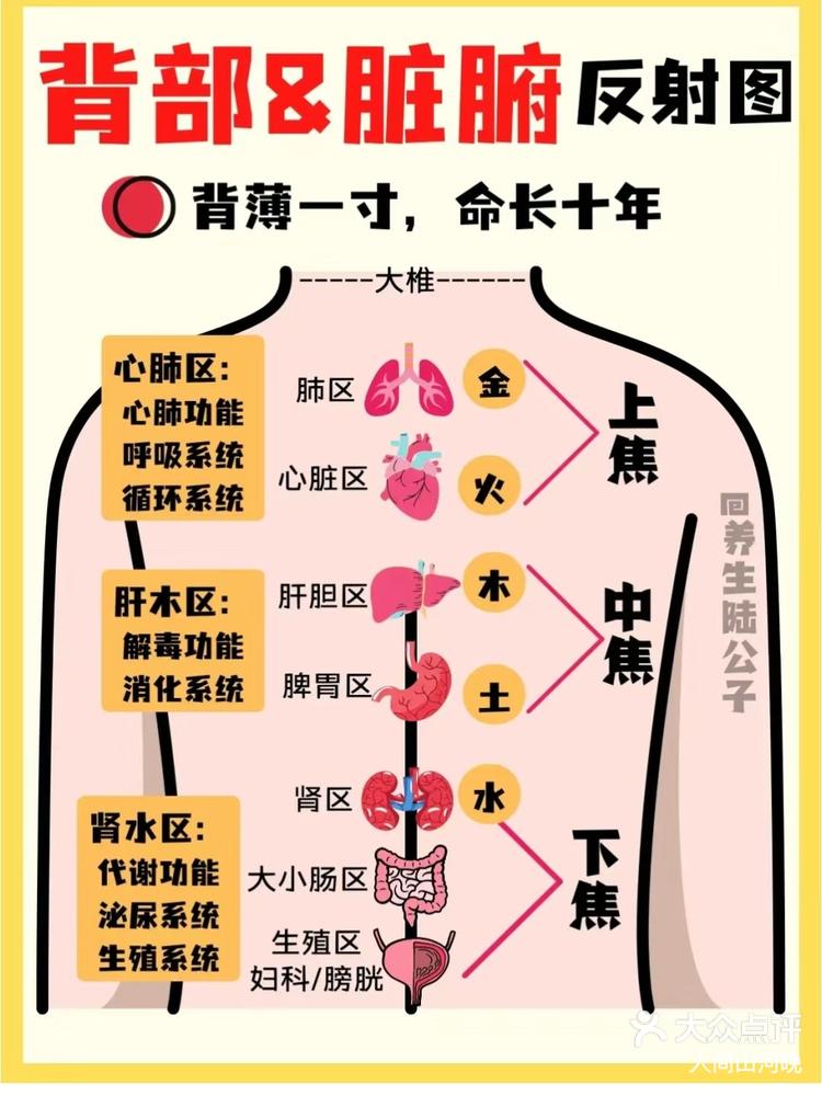 生殖系统妇科/膀胱生殖区 1分钟看懂背诊