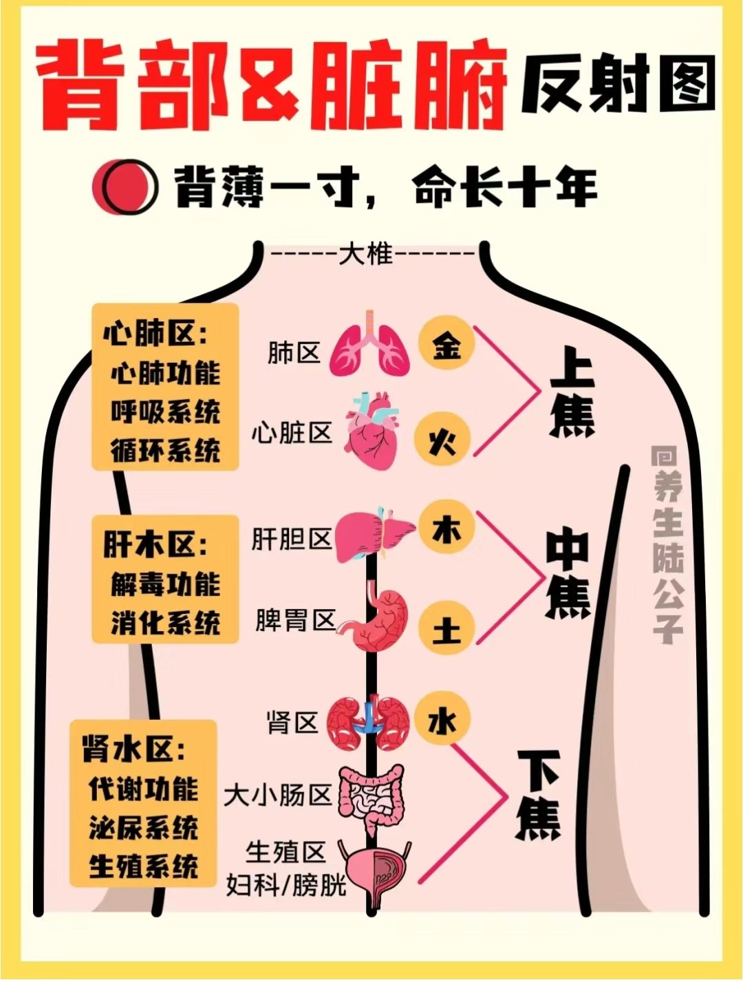 肝部反射区位置图图片