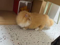 -瑞派康怡24h宠物医院·犬猫医疗中心·微创绝育(瑞景分院)