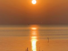 -西京湾花海