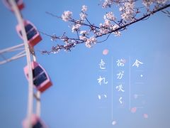 -顾村公园