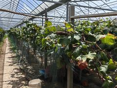 -马陆小张葡萄园农家乐