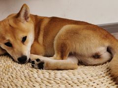 -浣熊柯尔鸭土拨鼠·电玩咖