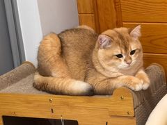 -艾贝尔宠物医院·24H转诊中心·肿瘤猫专科(江宁双龙店)