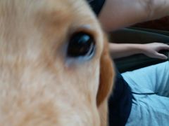 -严国平动物医院(德政总院)