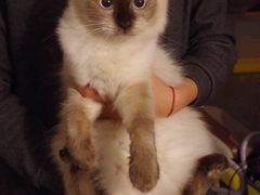 -Bastet sally猫舍购宠(静安店)