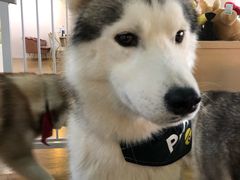 -Husky Go! 哈士奇体验馆·宠物咖啡厅狗咖