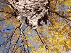 -大兴滨河森林公园