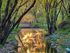 -上海共青森林公园