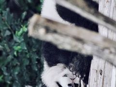 -成都大熊猫繁育研究基地