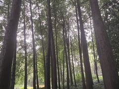 -黄兴公园